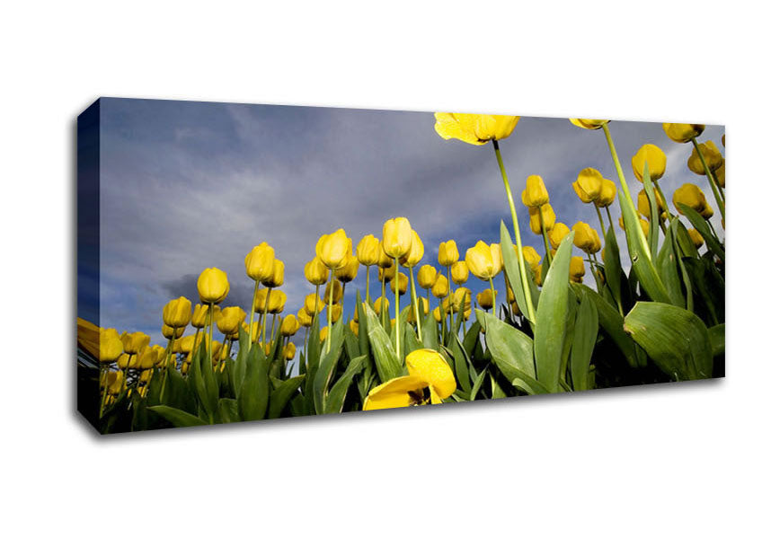 Picture of Yellow Daisy Storms Panoramic Canvas Wall Art