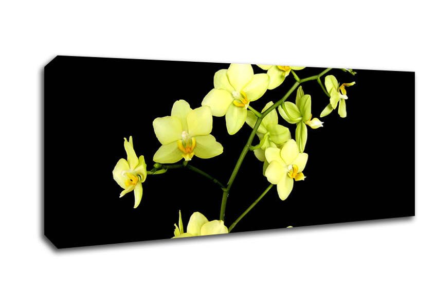 Picture of Yellow Star Flowers On Black Panoramic Canvas Wall Art