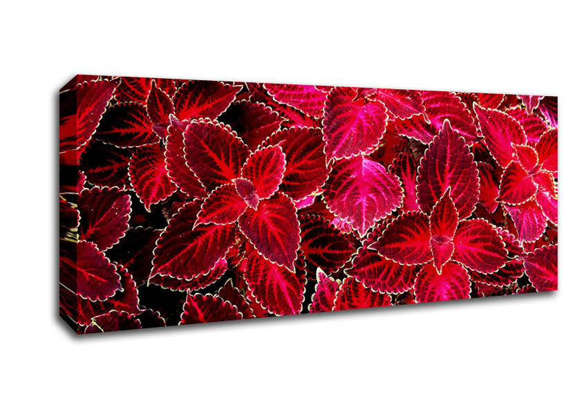 Picture of Deep Red Autumn Leaves Panoramic Canvas Wall Art