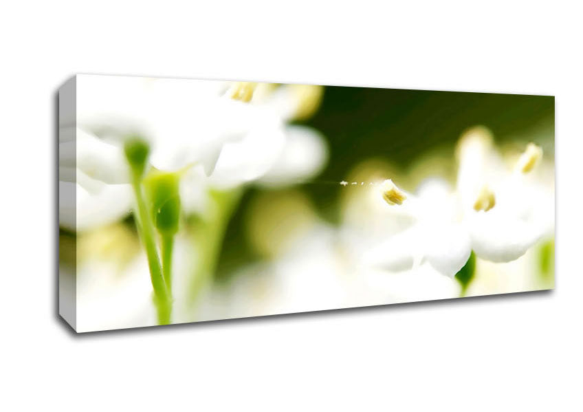 Picture of White Flower Heaven With Web Panoramic Canvas Wall Art