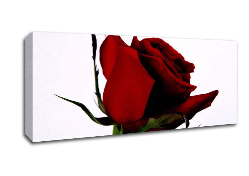Picture of Single Red Rose Panoramic Canvas Wall Art