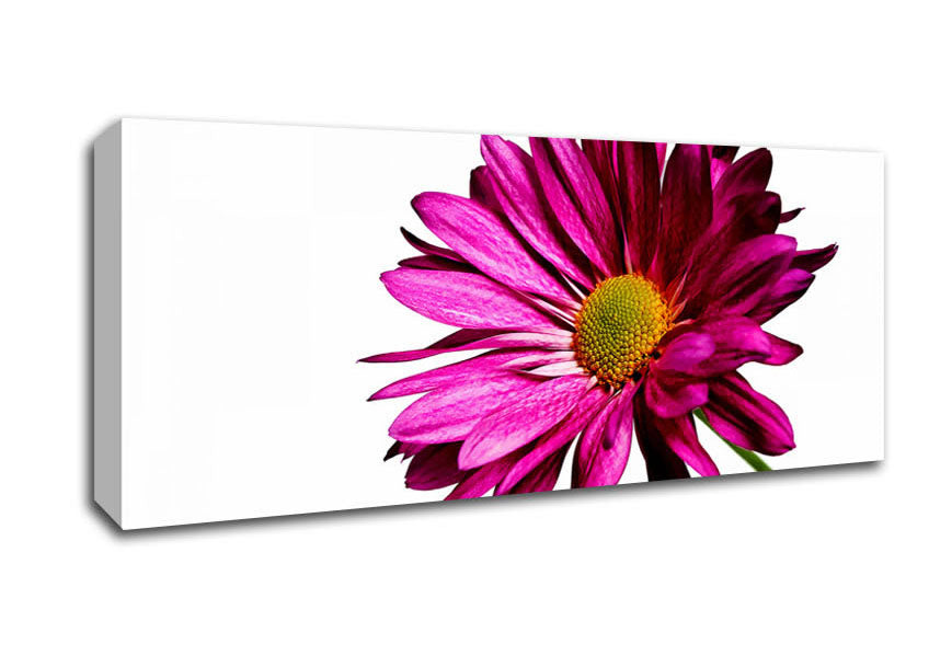 Picture of Single Cerise Daisy Panoramic Canvas Wall Art