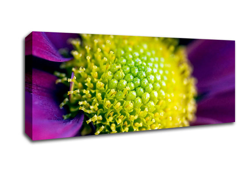 Picture of Purple Centre Of A Daisy Panoramic Canvas Wall Art