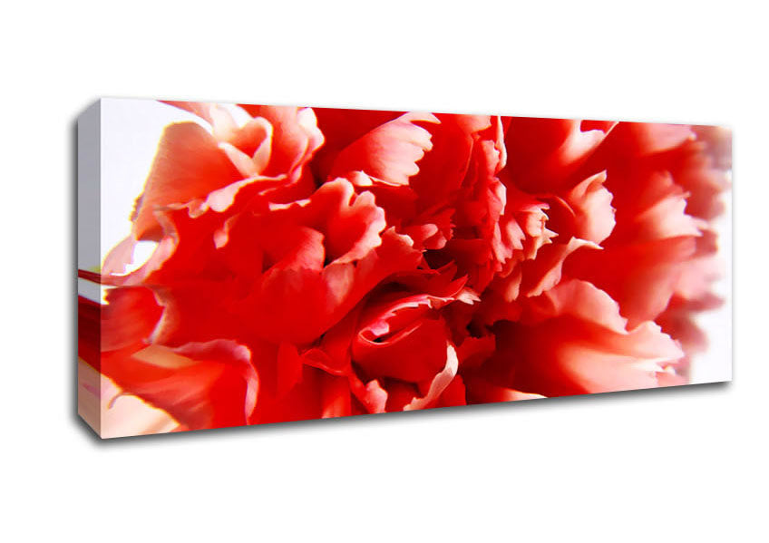 Picture of Vivid Pink Carnation Panoramic Canvas Wall Art