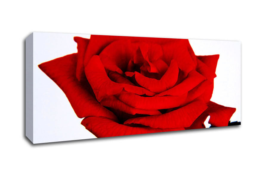 Picture of Red Rose In Bloom Panoramic Canvas Wall Art