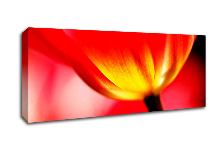 Picture of The Energy Of A Tulip Panoramic Canvas Wall Art