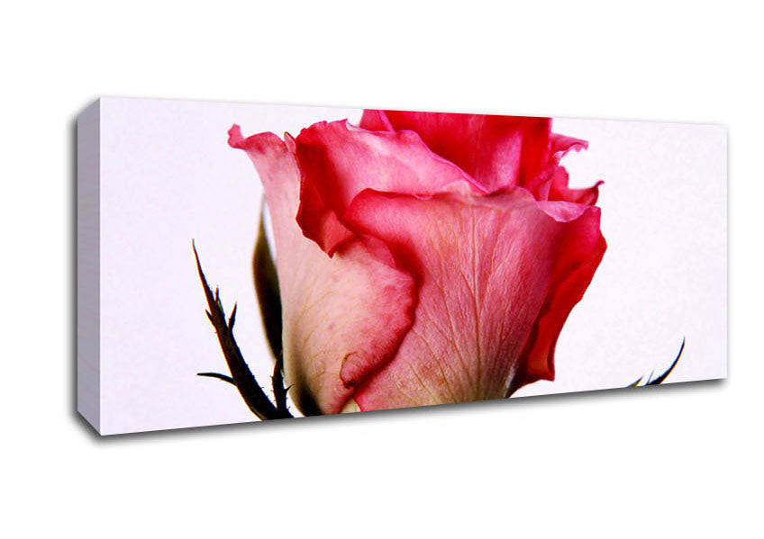 Picture of Single Pink Rose Panoramic Canvas Wall Art