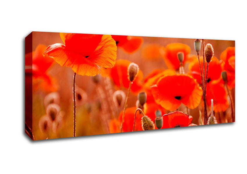 Picture of Orange Poppy Field Galour Panoramic Canvas Wall Art