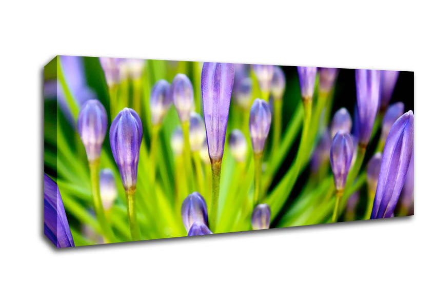 Picture of The Growth Of Purple Panoramic Canvas Wall Art