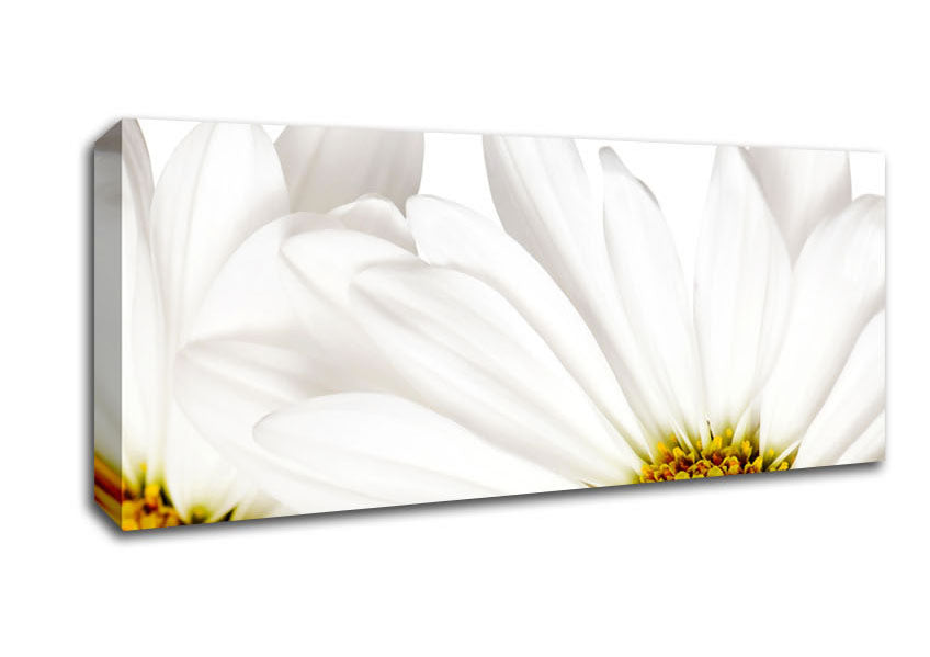 Picture of White Daisy Petals Panoramic Canvas Wall Art
