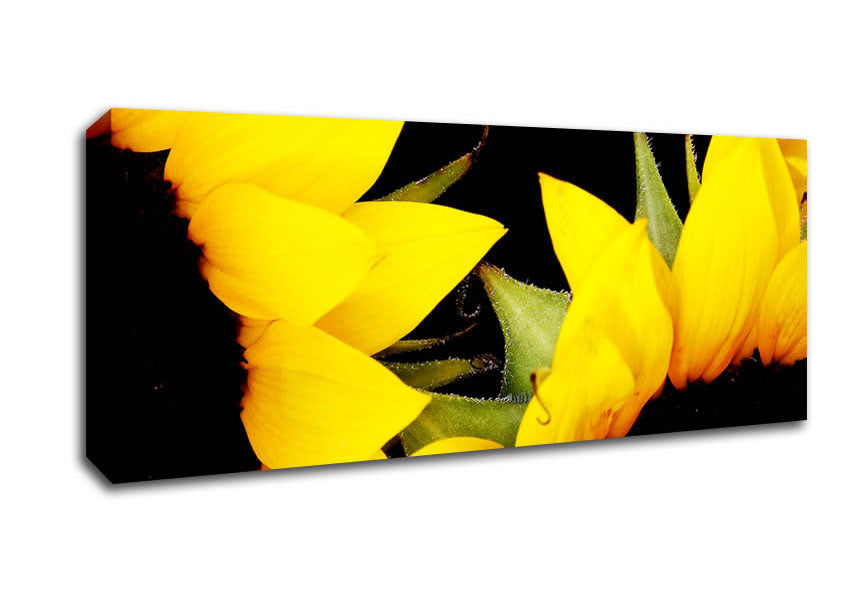 Picture of Close-Up Of A Yellow Sunflowers Panoramic Canvas Wall Art