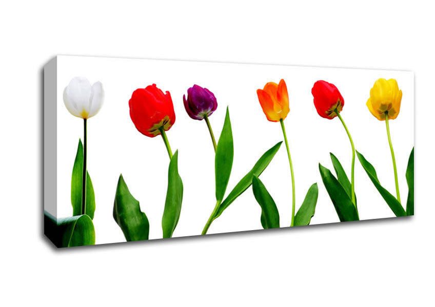 Picture of Colours Of Tulips Panoramic Canvas Wall Art