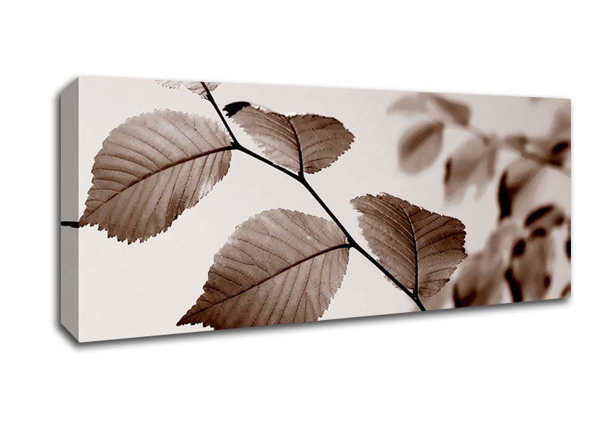 Picture of Cocoa Leaves Panoramic Canvas Wall Art
