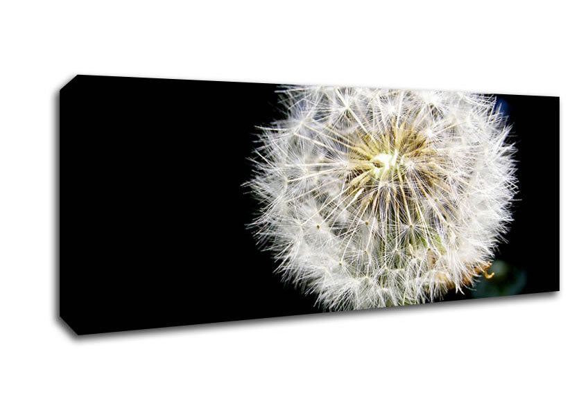 Picture of Dandelion Dream Panoramic Canvas Wall Art
