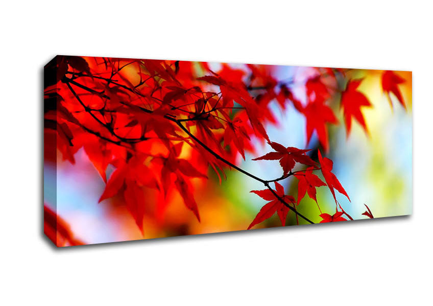Picture of Red Leaves In The Winter Sun Panoramic Canvas Wall Art