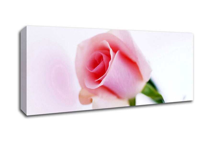Picture of Single Pink Rose Bud Panoramic Canvas Wall Art