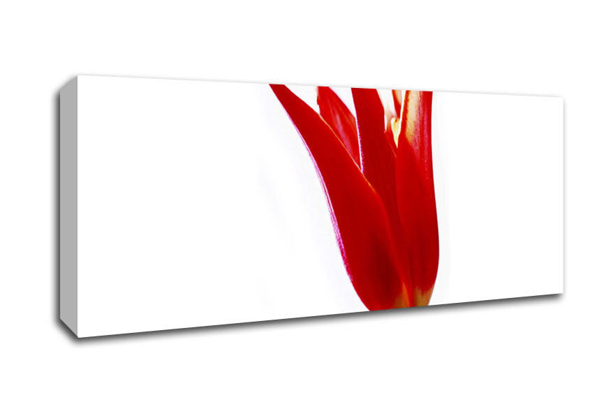 Picture of Single Fire Tulip Panoramic Canvas Wall Art