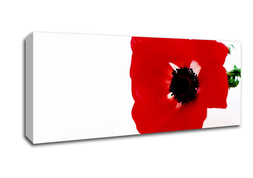 Picture of Red Poppy Centre Panoramic Canvas Wall Art