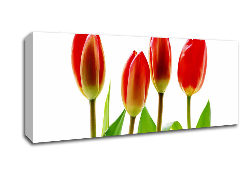 Picture of Red Tulip Quads Panoramic Canvas Wall Art