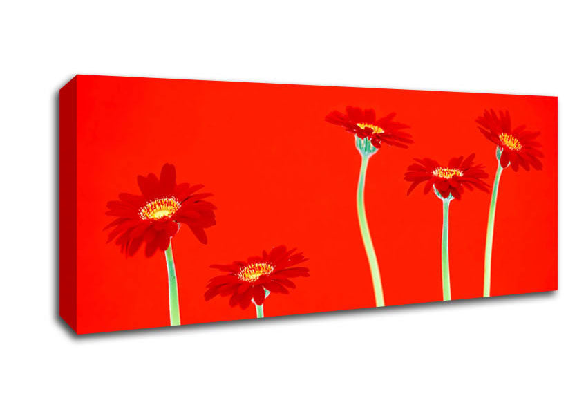 Picture of Red Daisies On Orange Panoramic Canvas Wall Art