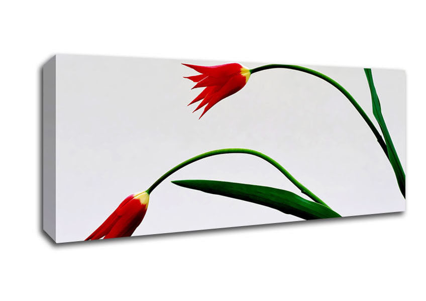 Picture of Twin Fire Tulips Panoramic Canvas Wall Art