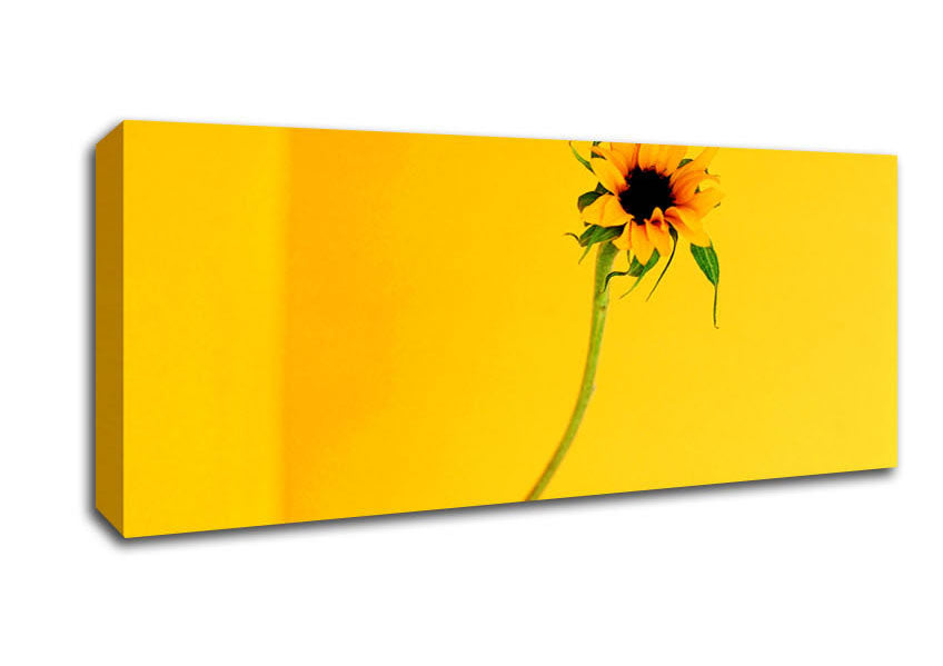 Picture of Mustard Sunflower Panoramic Canvas Wall Art