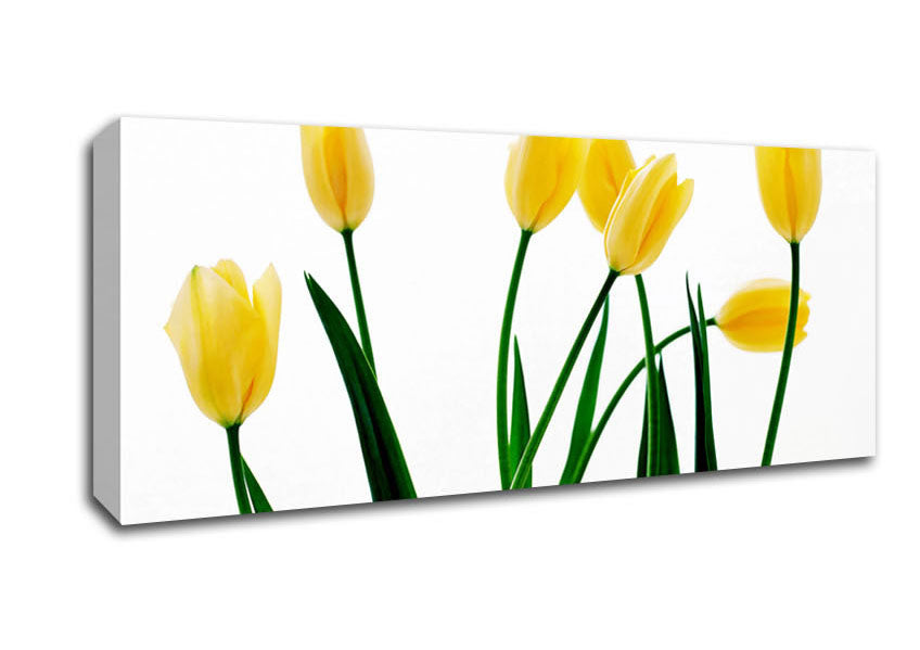 Picture of Yellow Tulip March Panoramic Canvas Wall Art