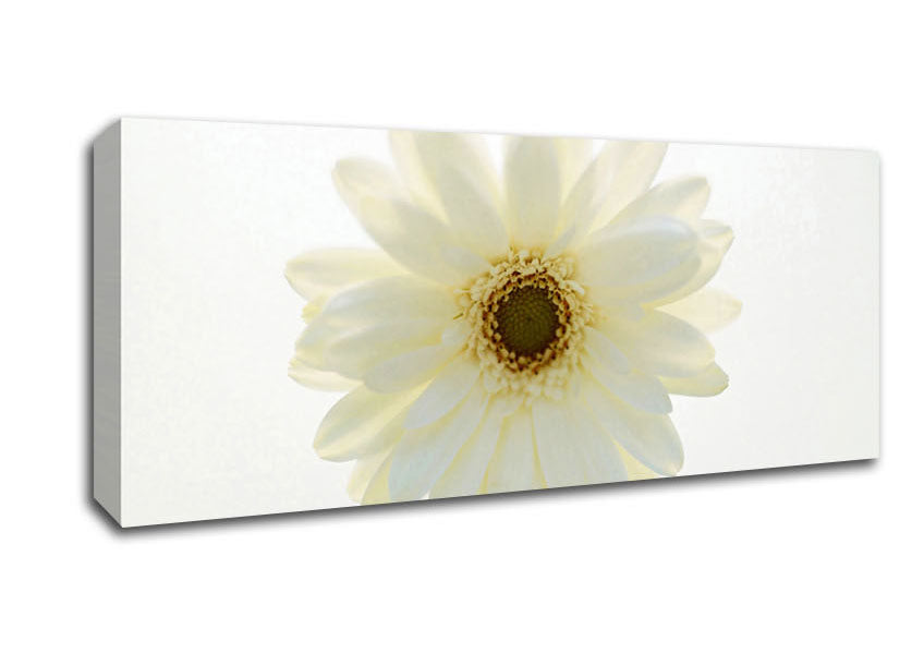 Picture of White On White Daisy Face Panoramic Canvas Wall Art