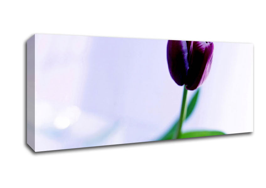 Picture of Single Purple Tulip Panoramic Canvas Wall Art