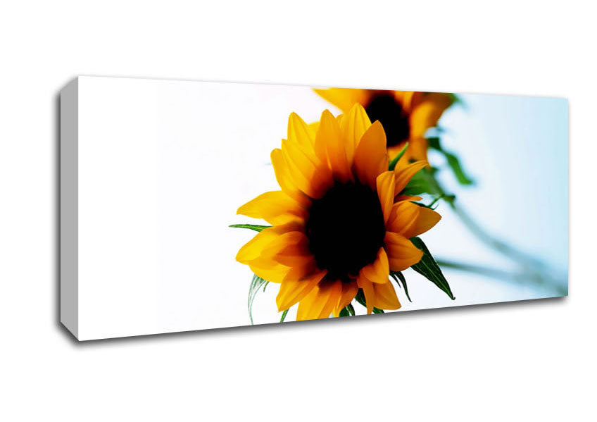 Picture of Yellow Sunflower Duo Panoramic Canvas Wall Art