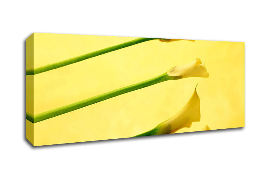 Picture of Yellow Trumpet Flowers Panoramic Canvas Wall Art