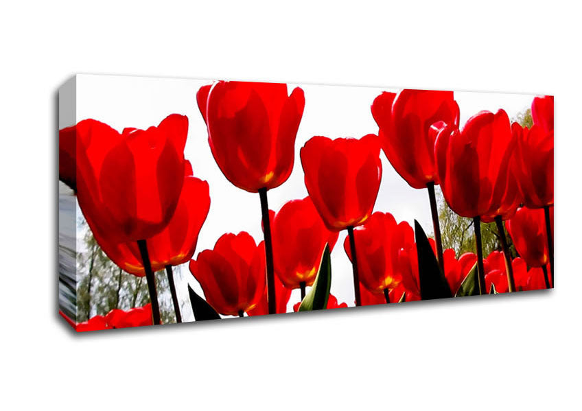 Picture of Red Tulip Skies Panoramic Canvas Wall Art