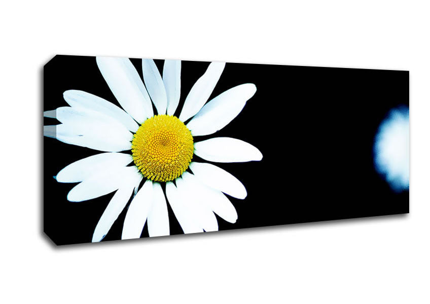 Picture of Single White Daisy Panoramic Canvas Wall Art