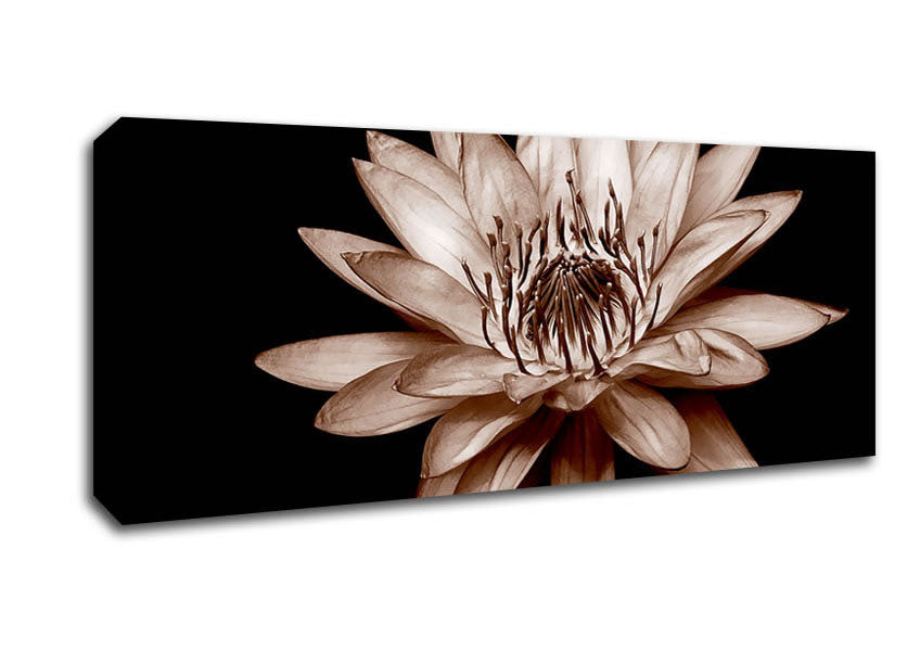 Picture of Cocoa Beauty Panoramic Canvas Wall Art