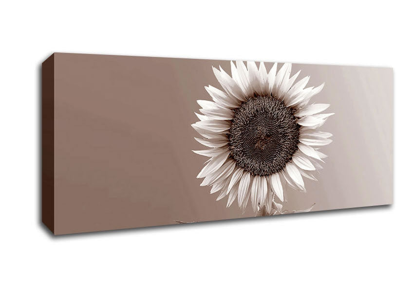 Picture of Sunflower Chocolate Panoramic Canvas Wall Art