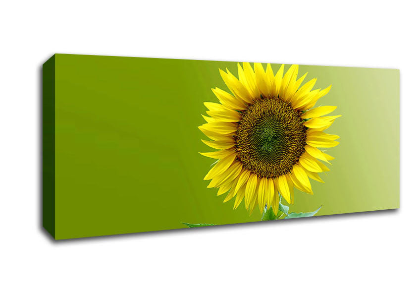 Picture of Single Sunflower Panoramic Canvas Wall Art