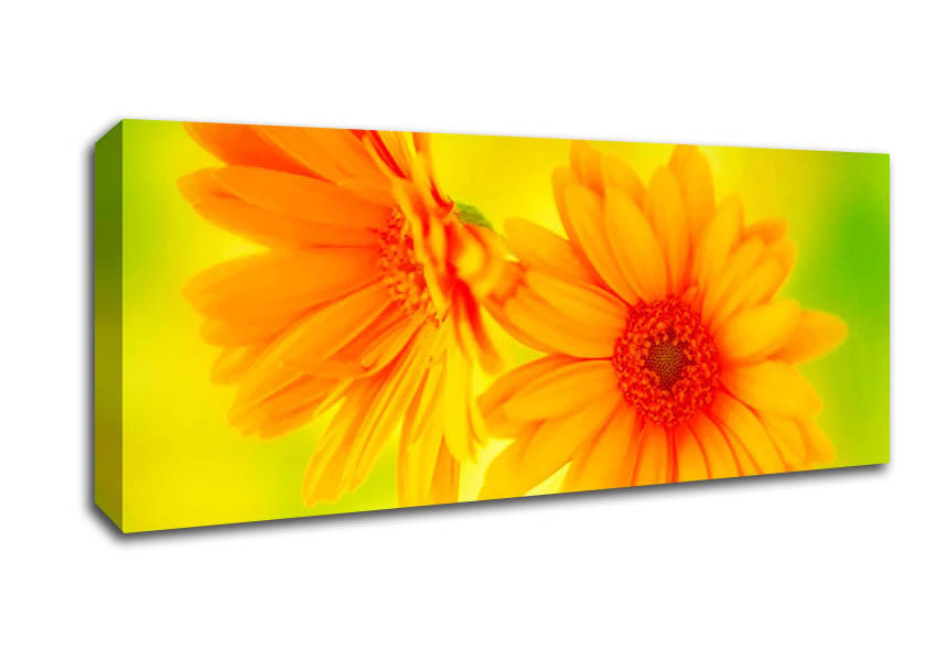 Picture of Vibrant Yellow Daisys Panoramic Canvas Wall Art