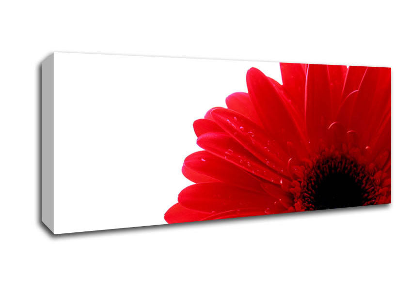 Picture of Red Gerbera Petal Centre Panoramic Canvas Wall Art