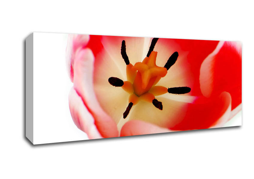Picture of The Core Of A Tulip Panoramic Canvas Wall Art