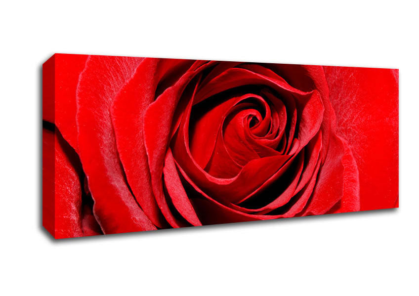 Picture of Red Rose Centre Panoramic Canvas Wall Art