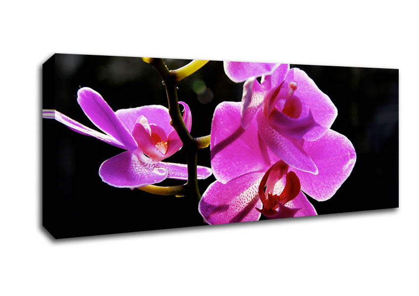 Picture of Orchid In Sunlight Panoramic Canvas Wall Art