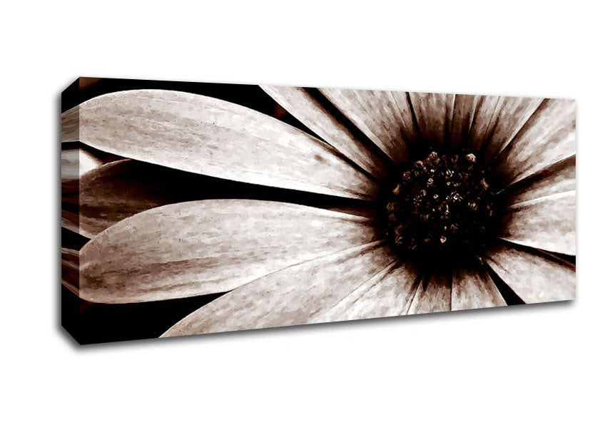 Picture of Cocoa Daisy Petals Panoramic Canvas Wall Art