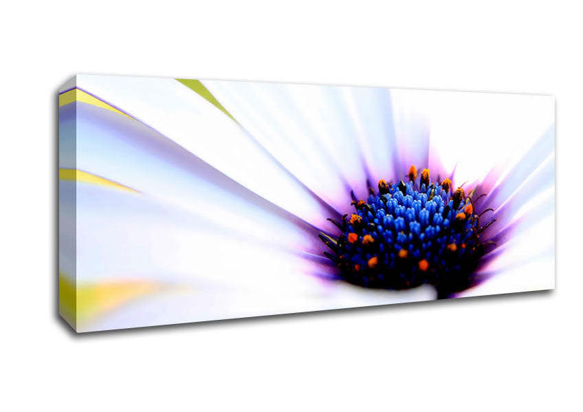 Picture of Purple Daisy Centre Panoramic Canvas Wall Art
