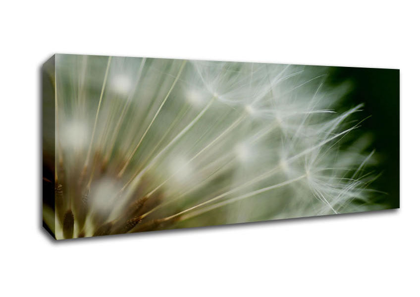 Picture of White Pom pom Centre Panoramic Canvas Wall Art