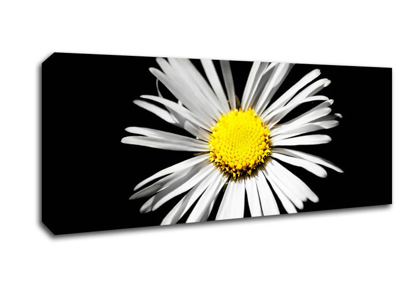 Picture of White Daisy Sunlight Panoramic Canvas Wall Art