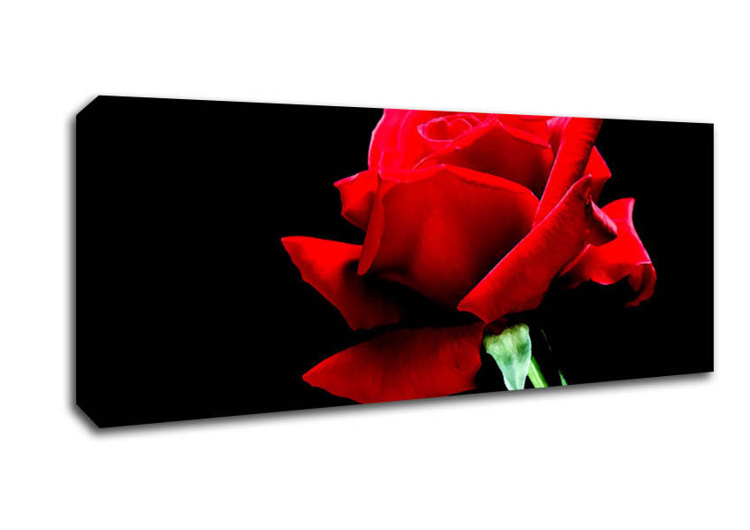 Picture of Red Rose Black Velvet Panoramic Canvas Wall Art