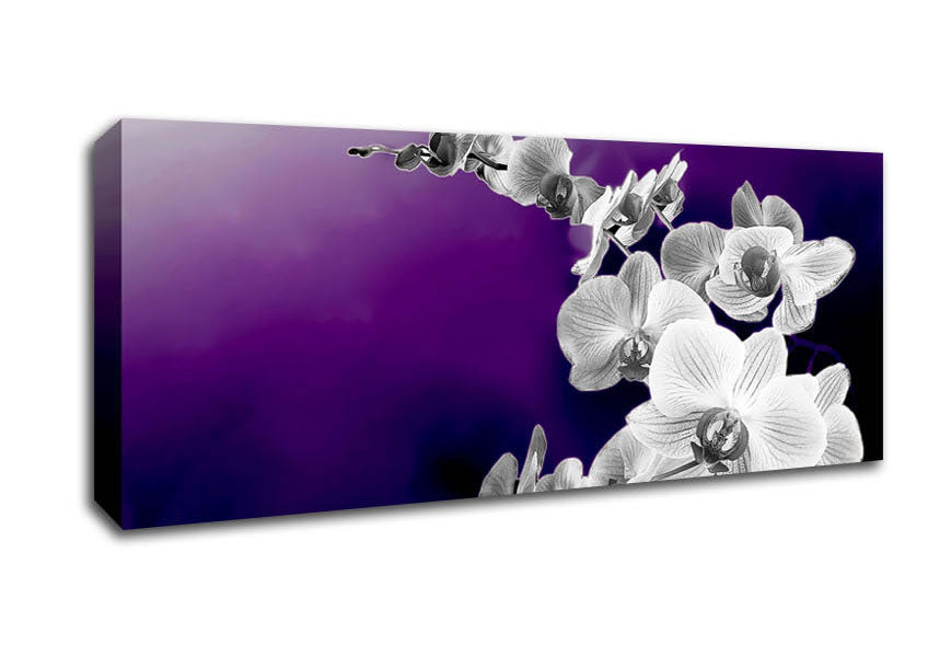 Picture of Snap Dragon Purple B n W Panoramic Canvas Wall Art