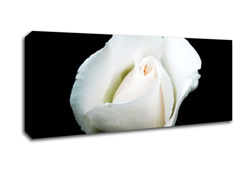 Picture of White Rose Blossom Panoramic Canvas Wall Art