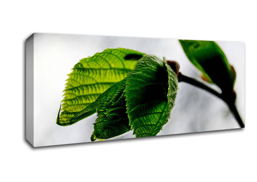 Picture of The Winter Leaves Panoramic Canvas Wall Art