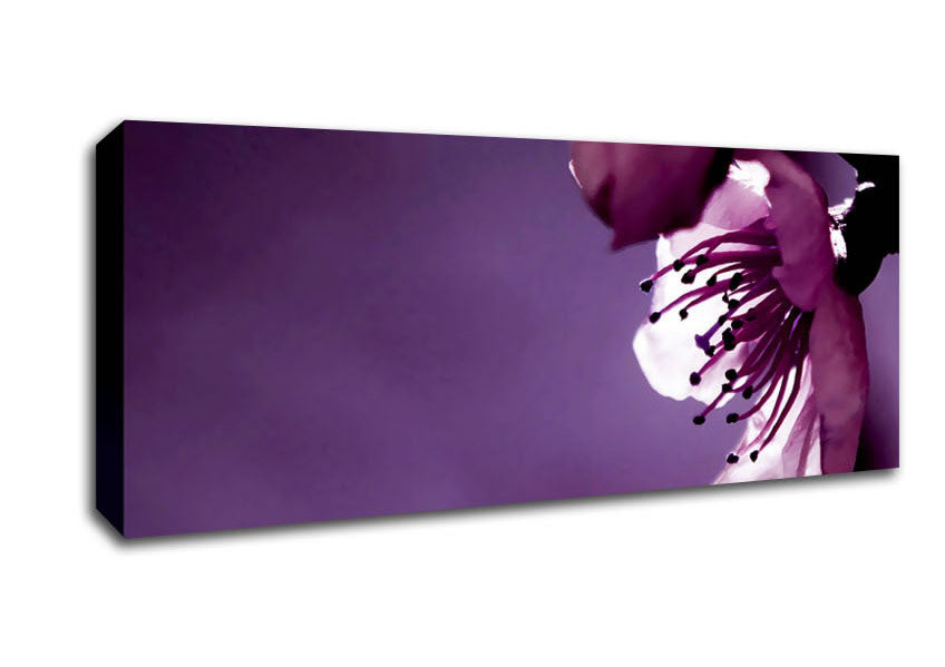 Picture of Purple Apple Blossom Panoramic Canvas Wall Art